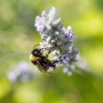 BIene auf Lavendel