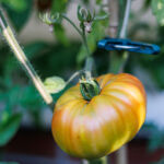 Tomate