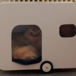 Kater im Wohnwagen