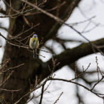 Blaumeise im Baum
