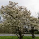 Baum in voller Blüte