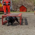 Rettungshund im Training