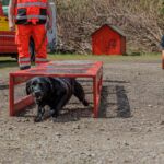 Rettungshund im Training