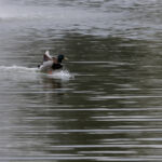 Ente im Landeanflug