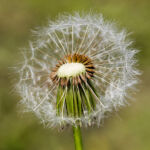 Pusteblume