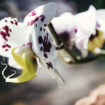 Orchidee am Fenster