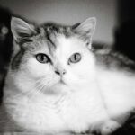 Kater Connor in s/w