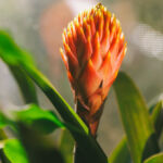 Bromelia