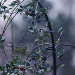 Blaumeise im Baum