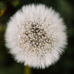 Pusteblume