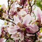 Magnolie im Stadtgarten