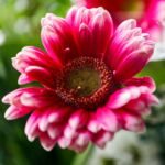 Gerbera in Rot