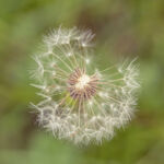 Pusteblume