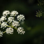 Giersch in der Sonne