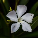 Im Garten