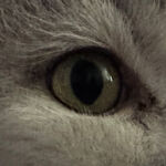 Cat's Eye